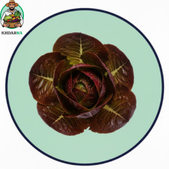 قطعة خس أحمر
