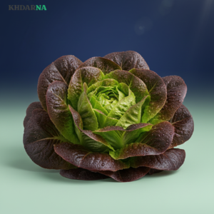 1 Piece laitue Lola Rosa